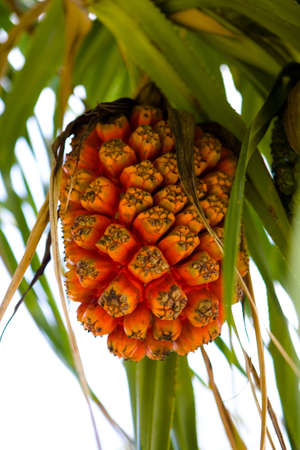 An unusual large fruit of a tropical plant. The nature of Thailand.の写真素材