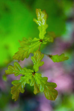Young green spring oak leaves on a branch. Live nature.