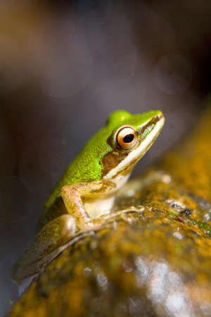 An exotic beautiful green frog is sitting on a stone. Close-up.