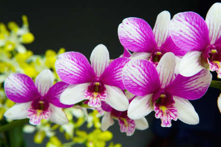 Beautiful blooming orchid photographed close-up. Plants of Thailand.