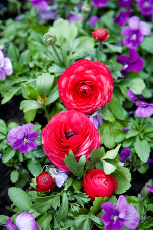 Beautiful red and purple flowers close-up in the spring. Without people.の写真素材