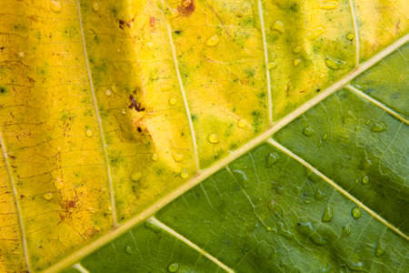 Multi-colored leaf of an exotic plant with drops of water close-up. Nature and abstraction.の写真素材