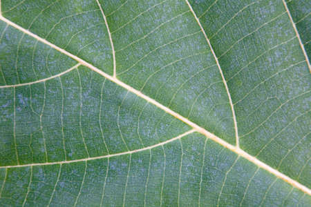 Leaf of an exotic plant close-up. The nature of Thailand.の写真素材