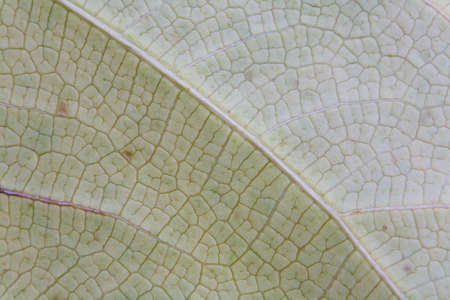 Leaf of an exotic plant close-up. The nature of Thailand.の写真素材