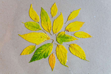 On the paper sheet lie the yellowed leaves. Autumn.の写真素材