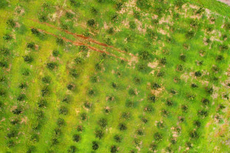 View from above on agricultural plantations in Georgia. Aerial photography.