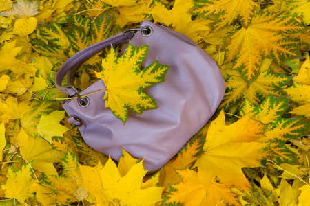 Ladies handbag lies on the beautiful fallen maple leaves. Autumn nature.の写真素材