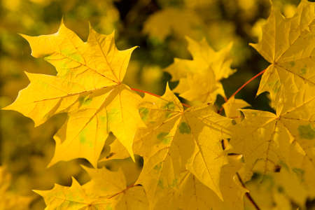 Yellow beautiful maple leaves on a branch. Autumn nature.