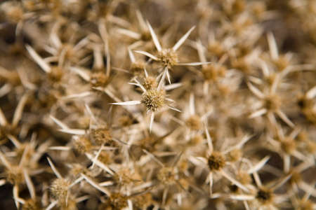 Close-up of a small shrub of the Carlina graeca plant. Nature.の写真素材