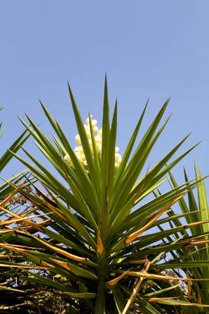 Blooming palm tree with spiny leaves. Nature.の写真素材