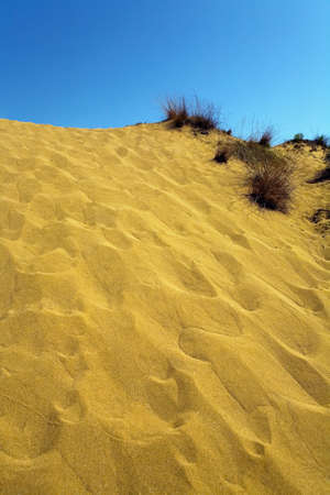 Withered grass in the desertÂ on the background cloudless sky. Nature.の写真素材