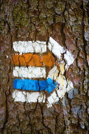 Direction signs route drawn on the tree. Tourism.の写真素材