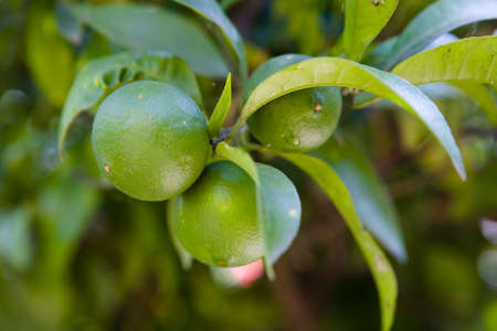 Green unripe fruits of mandarin on a branch. Flora.の写真素材