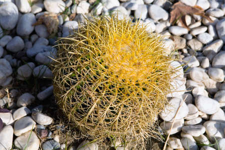 Large spherical cactus on the background of stones. Flora of Turkey.の写真素材