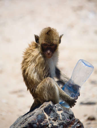 A wild monkey holds an empty bottle and looks into the camera. Wild nature.