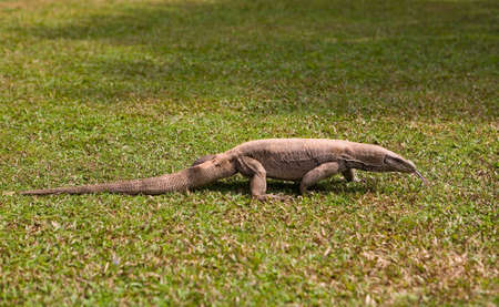 Beautiful big varan lizard with tongue hanging out. Animals of Sri Lanka.の写真素材