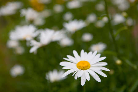 Beautiful blooming chamomile with white petals closeup. Flora.の写真素材