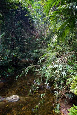 A small pond with clear water and a rocky bottom. The jungle of Sri Lanka.