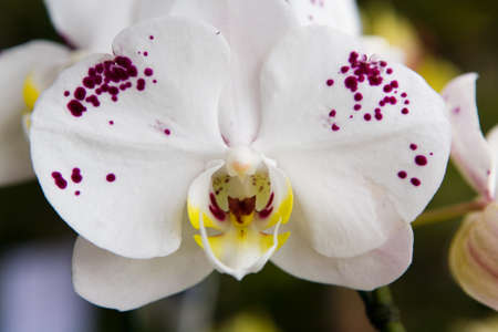 Beautiful Thai exotic unusual orchid flowers close-up. Macro.の写真素材