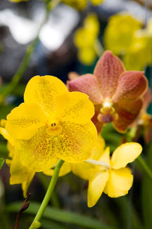 A delightful blooming yellow orchid is photographed in close-up. Exotic flowers and plants Thailand.の写真素材