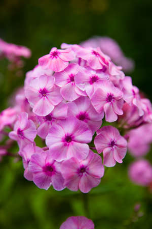 Beautiful inflorescence of Hydrangea macrophylla of lilac color close-up. Nature is in the details.