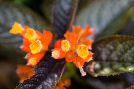 Unusual small flowers with villi of a tropical exotic plant. Close-up.の写真素材