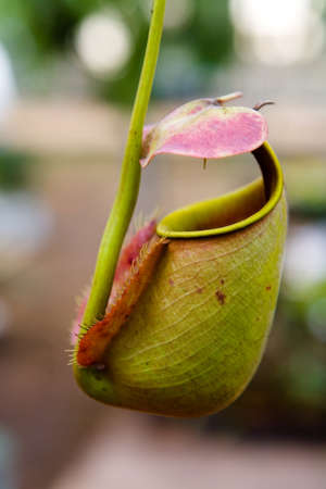 Insectivorous predatory Nepenthes plant pitcher close-up. The tropical nature of Thailand.