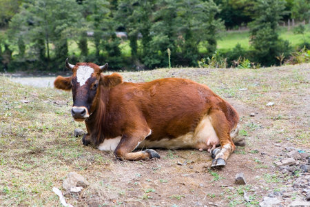 A ginger cow lies on the ground and shows her tongue. Livestock.の写真素材