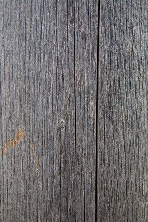 The beautiful texture of a dried old tree. Close-up.