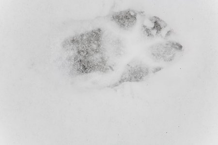 The footprint of a dog's paw in the snow. Close-up.の写真素材