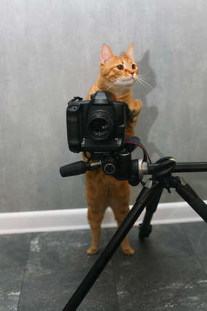 A beautiful home ginger cat is going to take pictures on the camera. Pets.