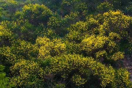 Many beautiful little yellow flowers grow on the mountain. The nature of the Krasnodar Territory.の写真素材