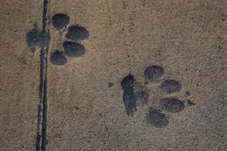 Dog tracks are imprinted in the road surface. Close-up.の写真素材