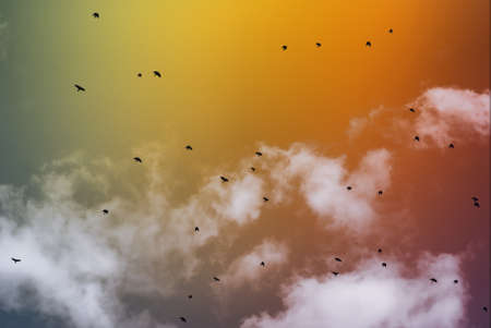 flying birds against a decline and clouds