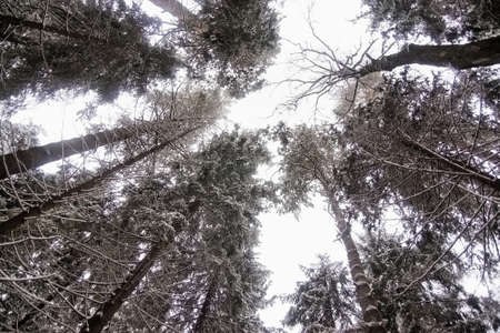 Coniferous forest with the snow