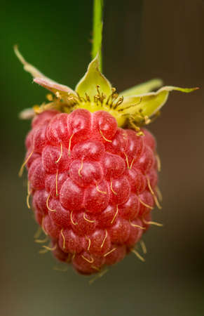 red ripe berry of raspberry on darkly green background