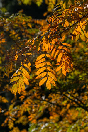 gold autumn leaves of a mountain ash in sun beams