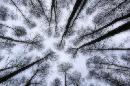 tops of trees in a fog haze against the white sky