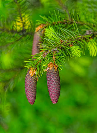 Young fir cones in the spring on a green backgroundの写真素材