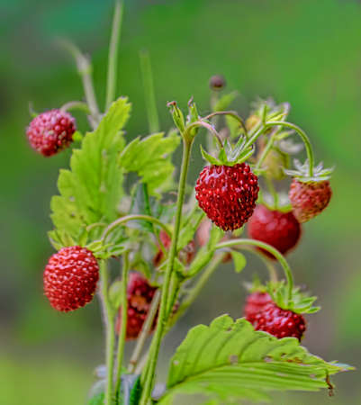 bouquet of wild strawberry on a green background