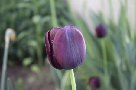 Flowerの写真素材