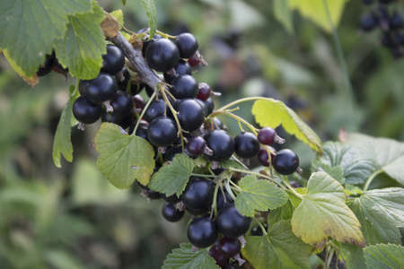 Garden, Ripe, Fruit, Bouquet, Summer, sunlight, Juicy, Stem, Dessert, Freshness 