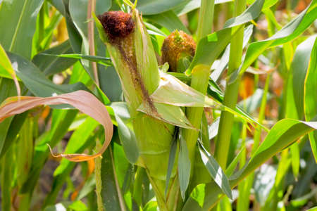 Corn, field, harvest, plant, stalk, rural, outdoor, grain, soil, grow.の写真素材