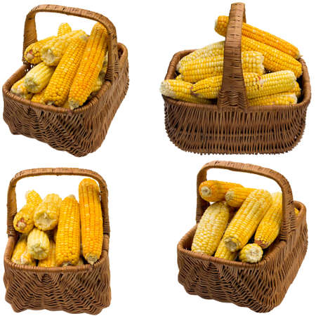 Grain, white,basket, corncob, summer, cob, closeup, isolated, produce, nobody, natural.