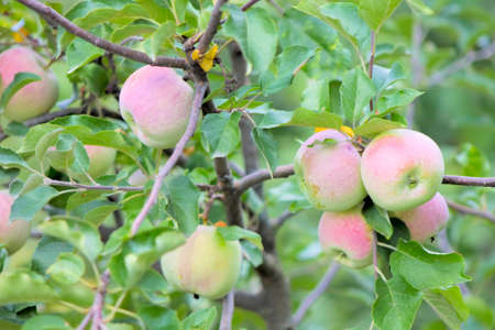 Apples, Tree, Liszt, Garden, Flora, Tasty, Is, Food, Green, Shot.の写真素材