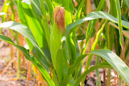 Corn, field, harvest, plant, stalk, rural, outdoor, grain, soil, grow.