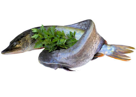 Pike, fish, closeup, som, isolated, photo, white, horizontal, freshwater, black.の写真素材