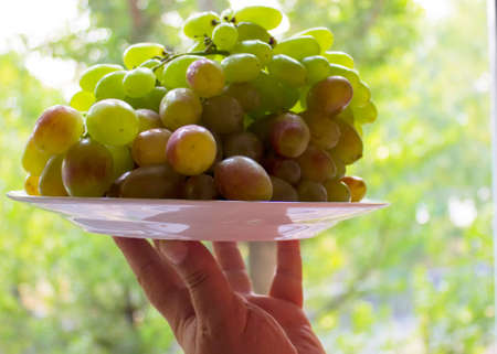 Grape, green, white, fresh, bunch, bright, tendril, dessert, autumn, diet.