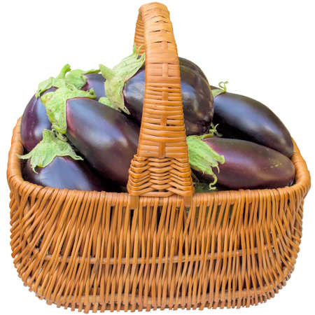 Basket with fresh eggplants.の写真素材