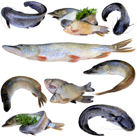 Fresh river fish.